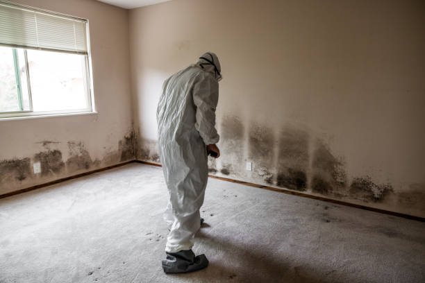 Mold Removal and Inspection