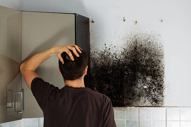 Best Attic Mold Removal  in Southchase, FL