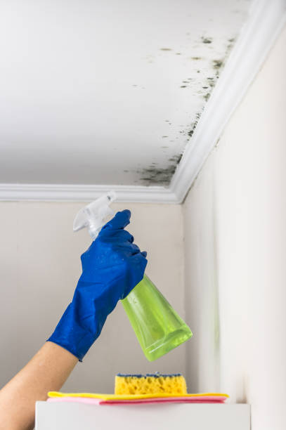 Best Attic Mold Removal  in Southchase, FL